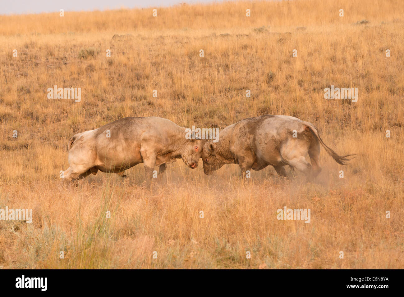 Due tori di andare testa a testa su Oregon's Zumwalt Prairie. Foto Stock