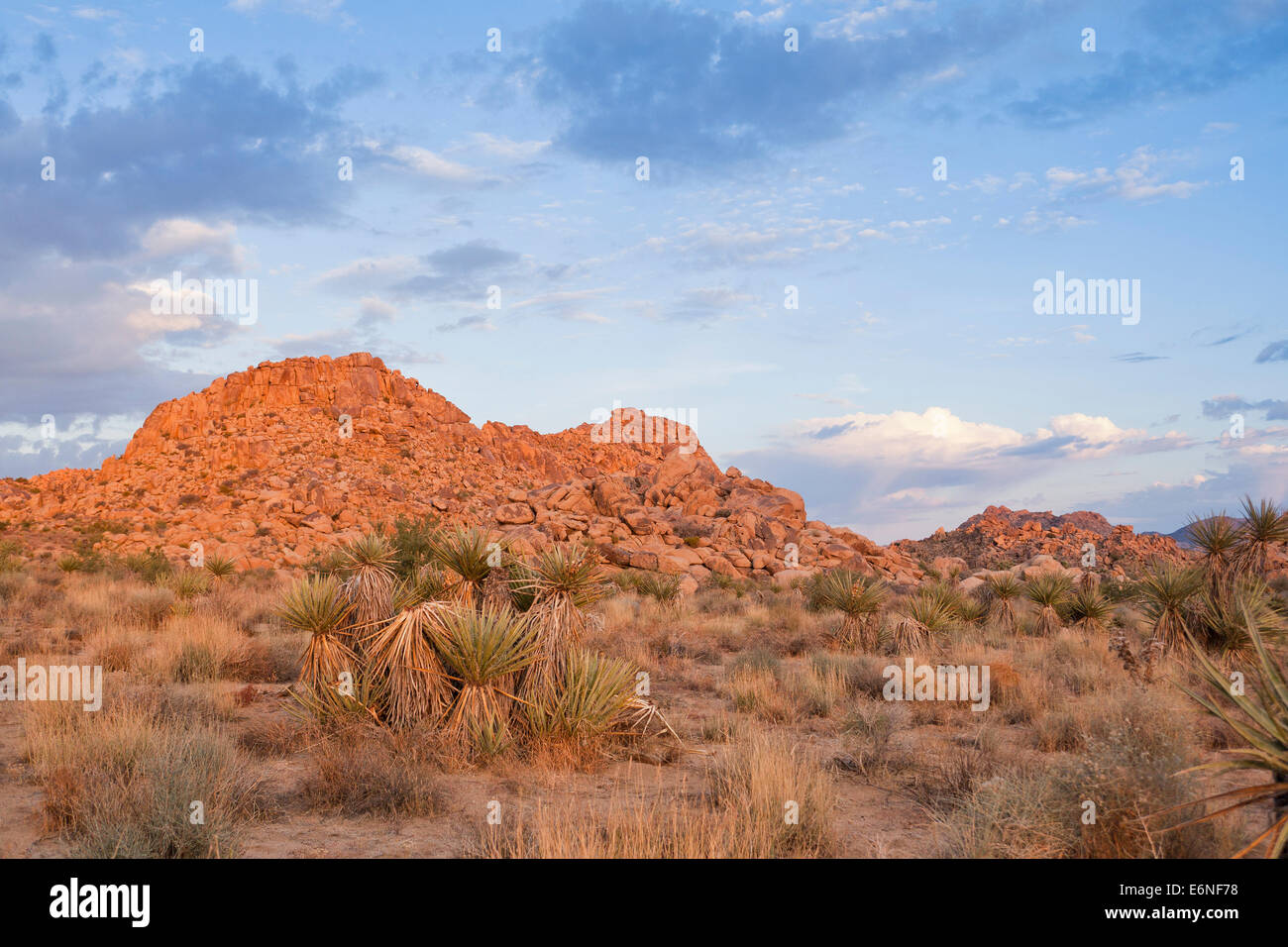 Deserto Mojave piano - California USA Foto Stock