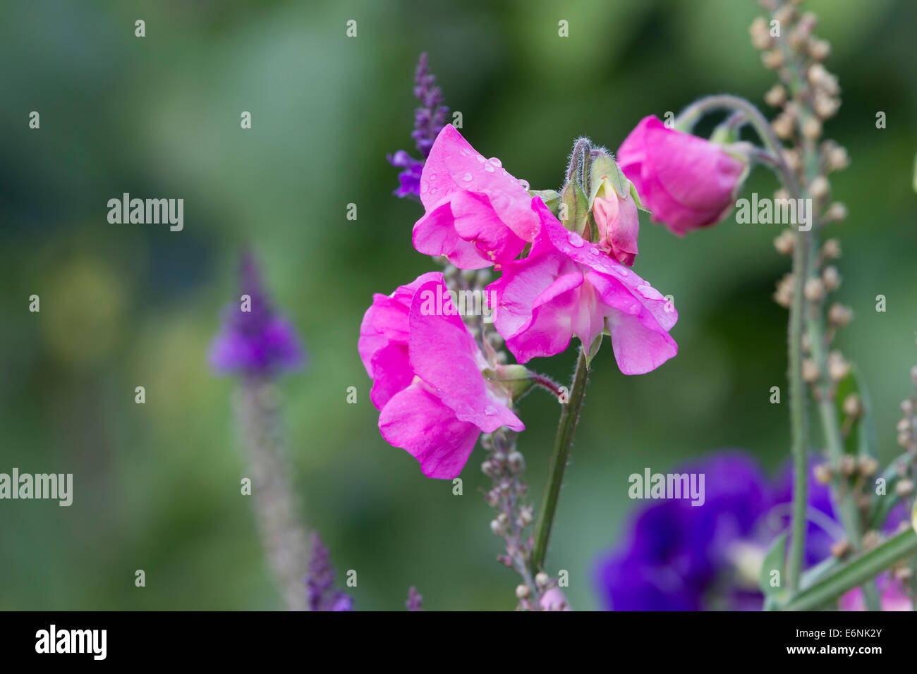 Pisello dolce. Lathyrus odoratus crescente selvatici. Foto Stock