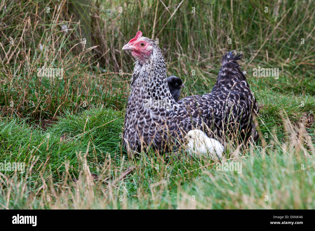 Il pollo con il suo bianco e nero pulcini. Foto Stock