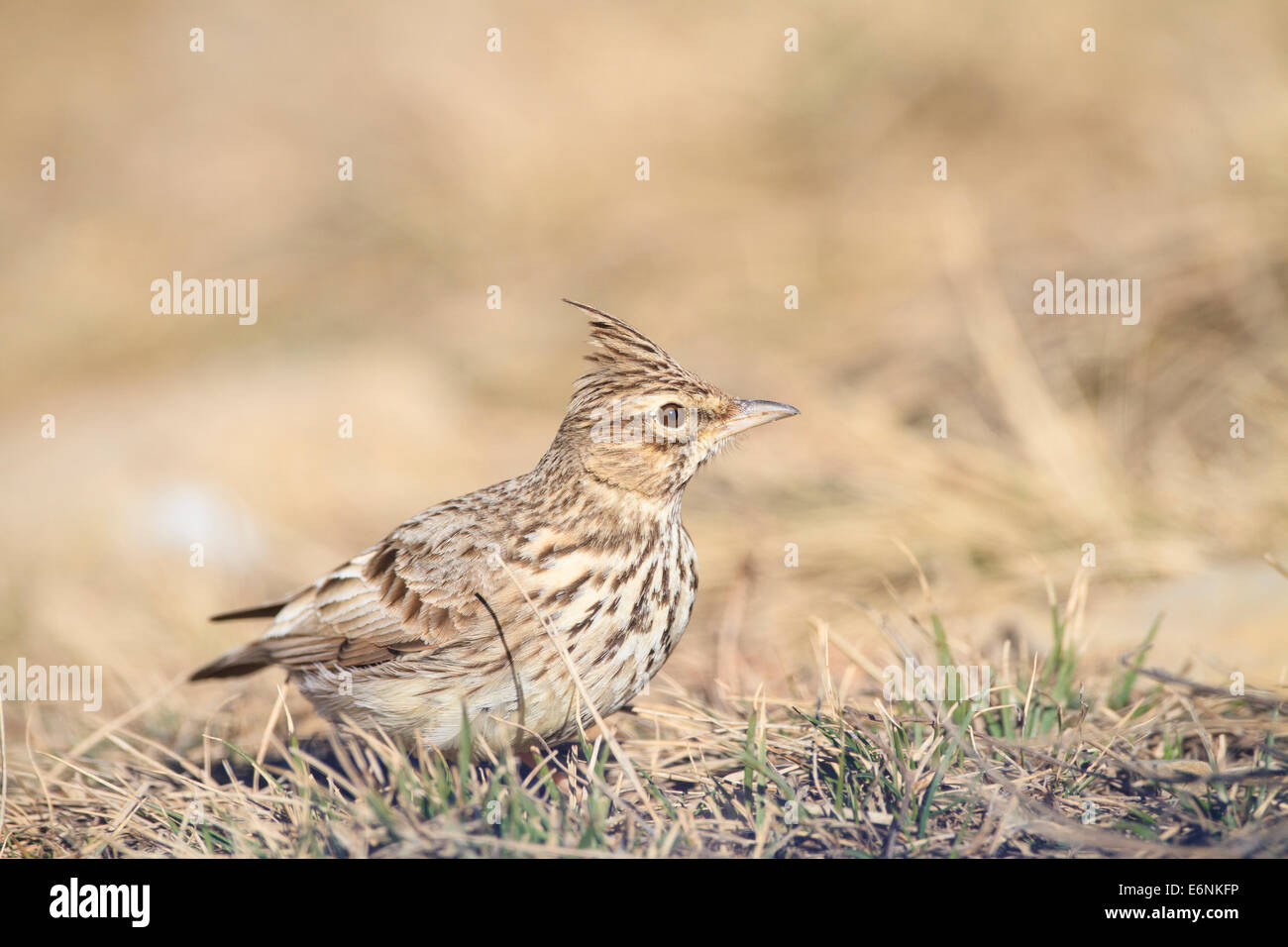 Thekla Lark (Galerida theklae) su habitat. Pre-Pyrenees. Provincia di Lleida. La Catalogna. Spagna. Foto Stock