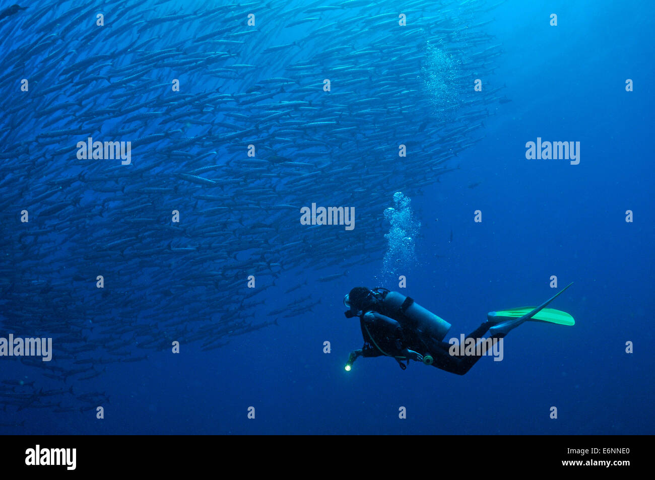 Scuba Diver guardando una scuola di Blackfin Barracuda, Sipadan Island, Borneo Malaysia Foto Stock