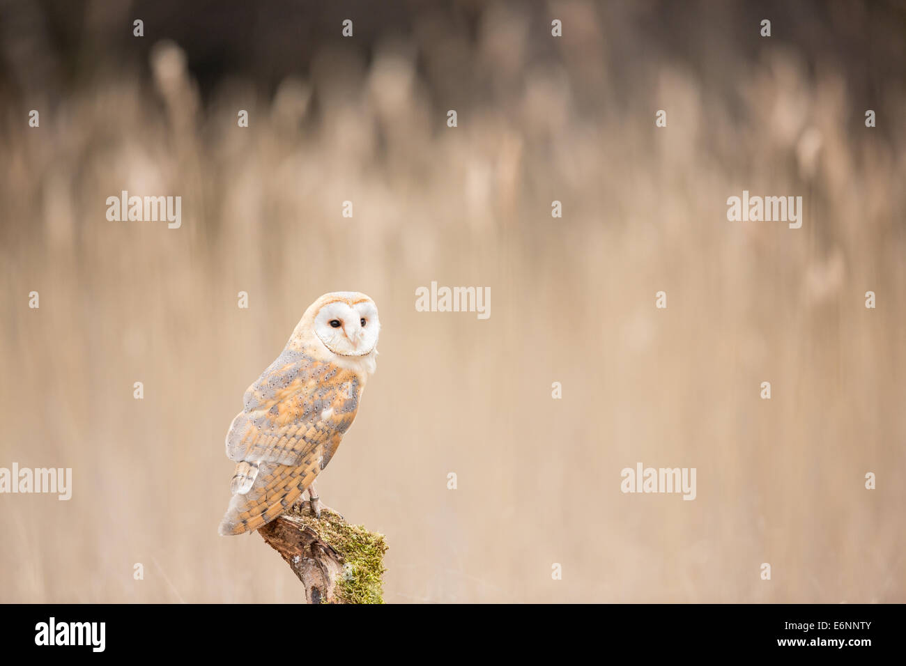 Il barbagianni (Tyto alba) arroccato su un ceppo di albero Foto Stock