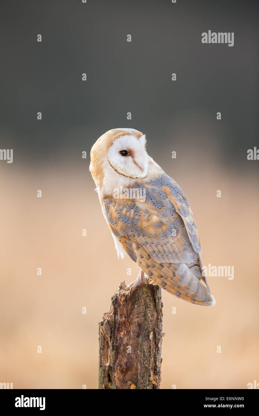 Il barbagianni (Tyto ) arroccato su un ceppo di albero al tramonto Foto Stock