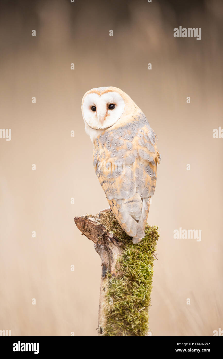 Il barbagianni (Tyto alba) arroccato su un ceppo di albero Foto Stock