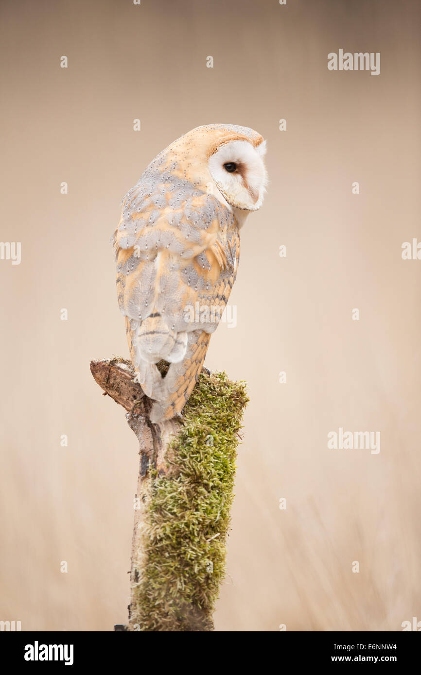 Il barbagianni (Tyto alba) arroccato su un ceppo di albero Foto Stock