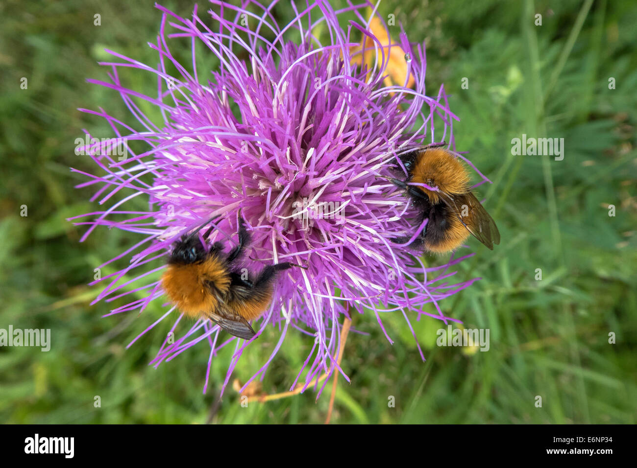 Bumble Bees su Thistle, Bombus Sp. Foto Stock