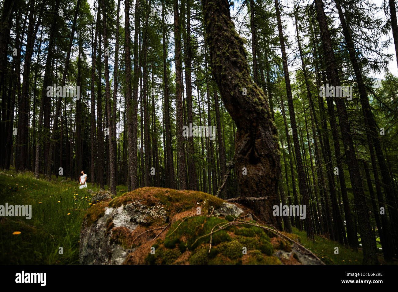 Donna in abito bianco a piedi in un bosco con alberi di grandi dimensioni Foto Stock