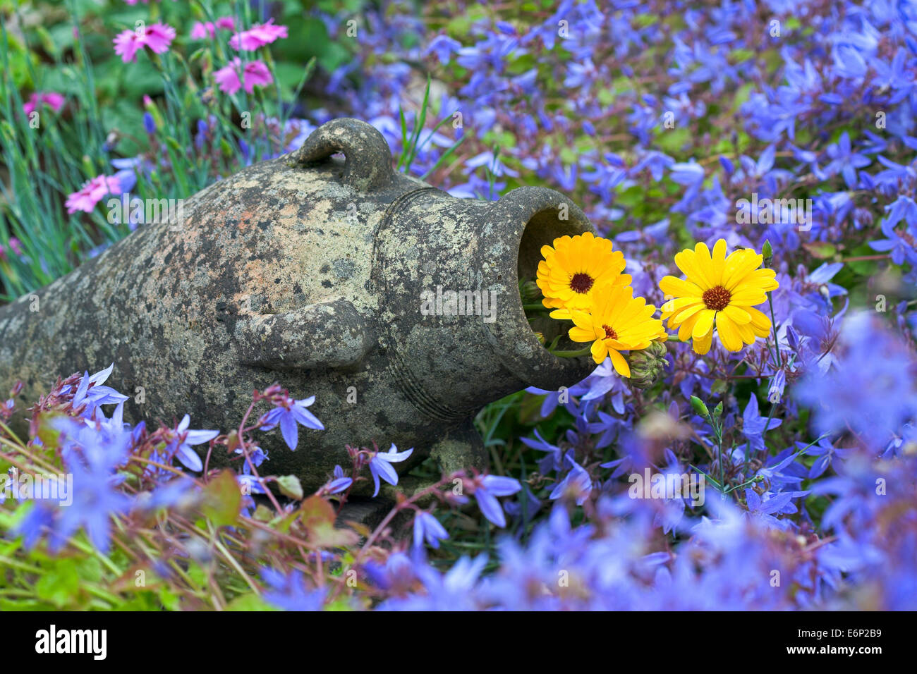 Calendula fiori che crescono in un urna in pietra circondato da Campanula. Foto Stock