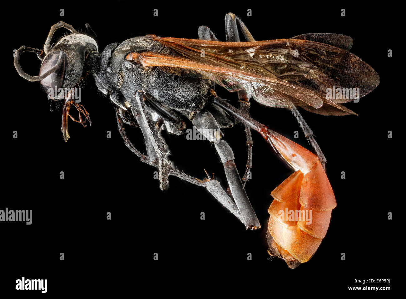 Ammophila apicalis, una vespa a vita filata, fotografata a Guantánamo Bay, Cuba. Questa specie è nota per la caccia ai caterpillars, che usa come cibo per le sue larve. L'immagine evidenzia la vista laterale della vespa, un membro della superfamiglia Apoidea e della famiglia Sphecidae. Il suo corpo lungo e sottile e la sua natura predatoria lo rendono un insetto distintivo nella regione. Foto Stock