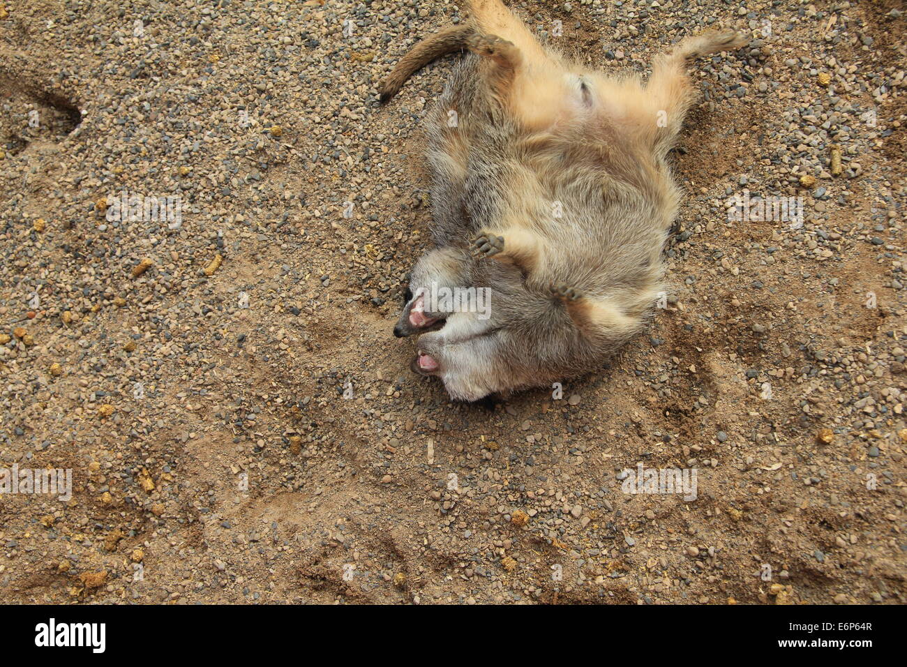 Coppia di gioco Meerkants fighing insieme Foto Stock