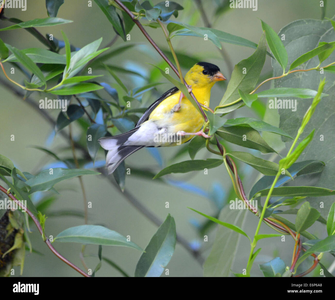 Uccello maschio cardellino Foto Stock