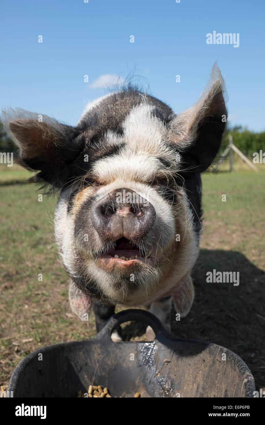 Piccolo in bianco e nero razza rara Pig Foto Stock