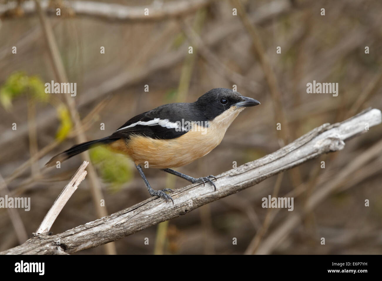 Southern Boubou (Laniarius ferrugineus ssp. tongensis), Malaconotidae Foto Stock