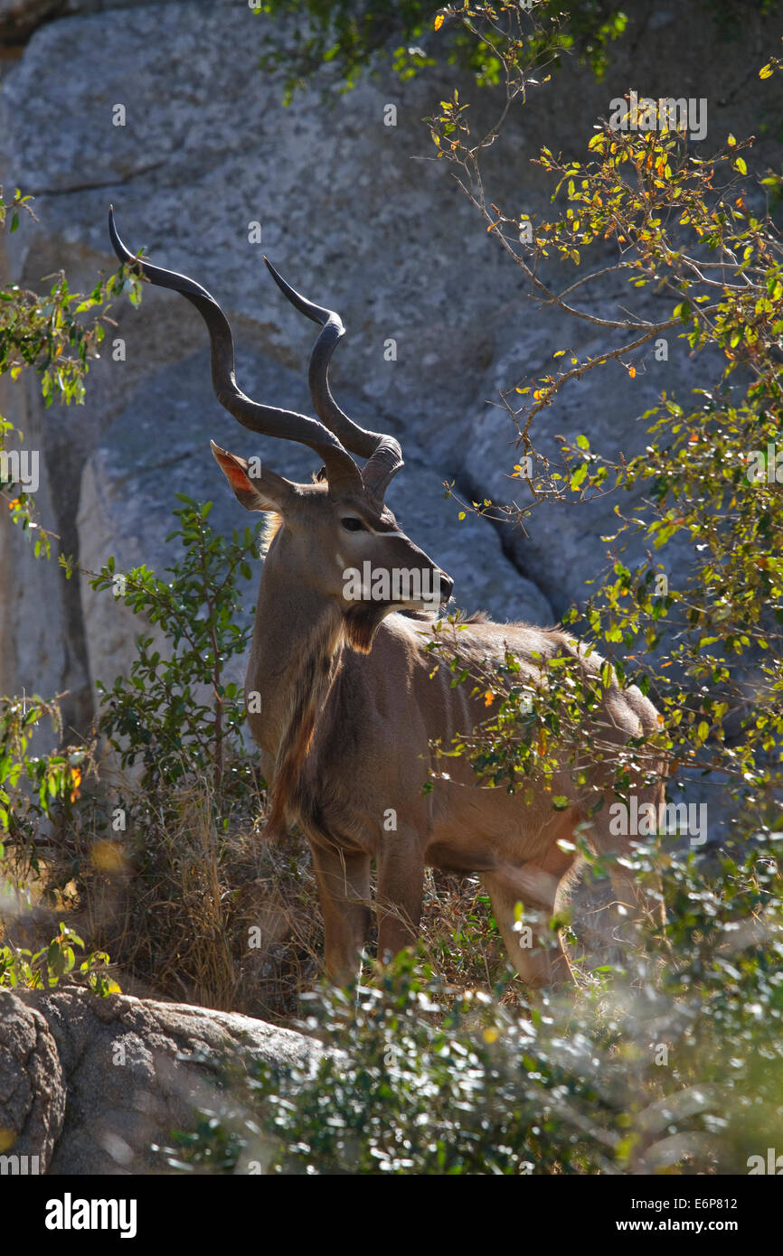 Kudu maggiore (Tragelaphus strepsiceros), maschio Foto Stock