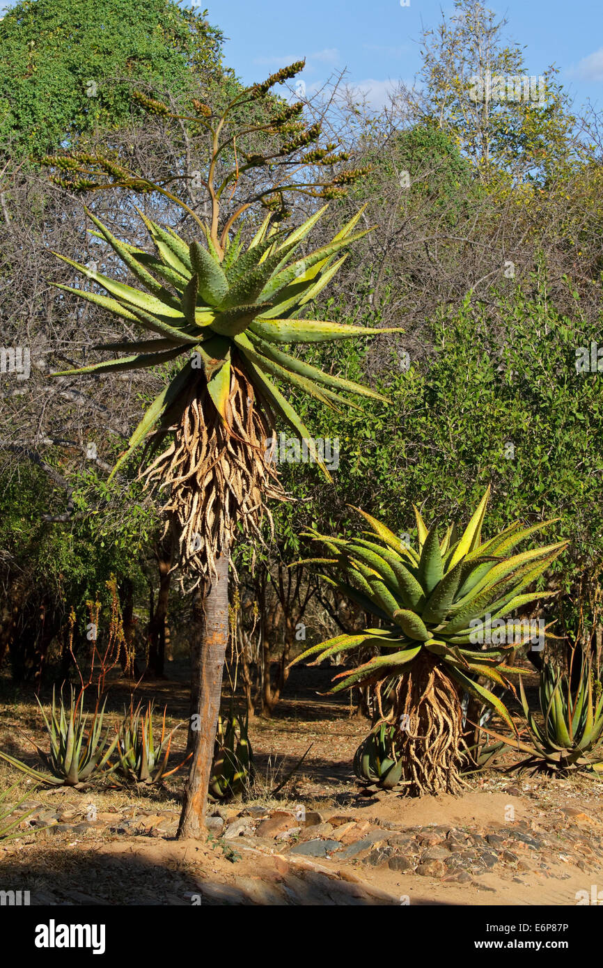 Mountain aloe (Aloe marlothii) è un succulento, Asphodelaceae, Foto Stock