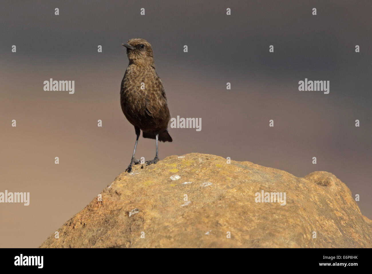 Anteater-Chat meridionale, Ant-eating Chat (Myrmecocichla formicivora), Muscicapidae Foto Stock