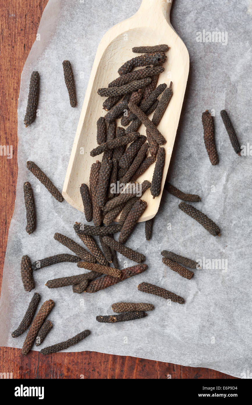 Lungo il pepe o giavanese pepe lungo (Piper longum) Foto Stock