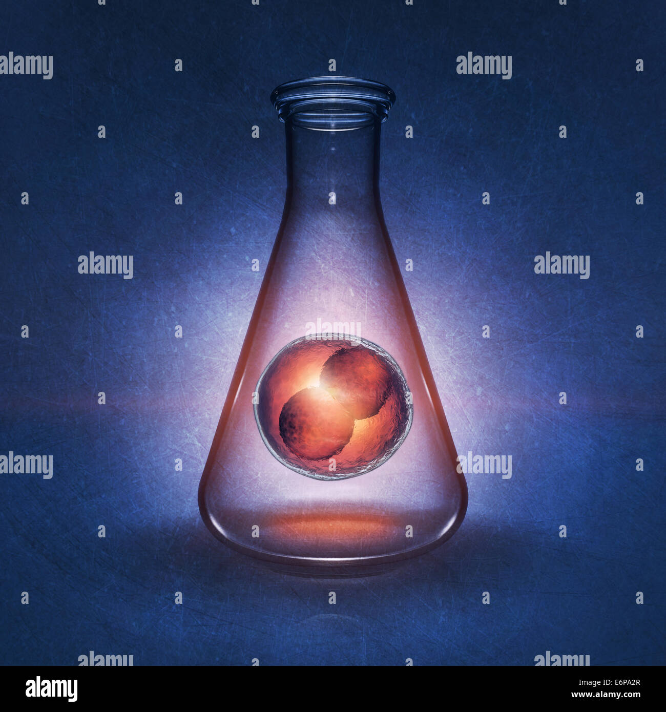 Due-cellula embrionale nel pallone da laboratorio su sfondo blu , illustrazione dettagliata Foto Stock