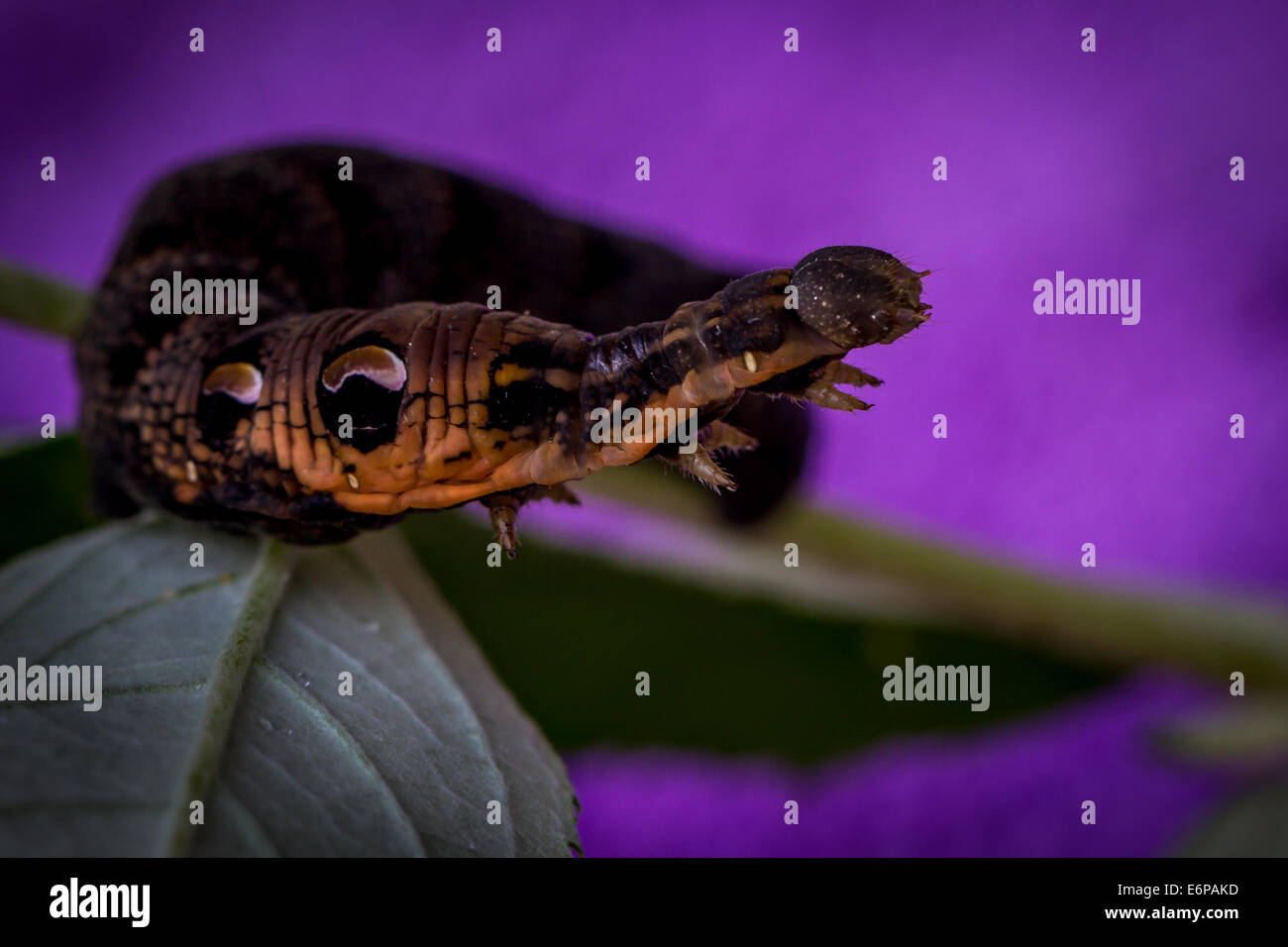 Elephant hawk moth larva (caterpillar) su buddleia con uno sfondo viola Foto Stock