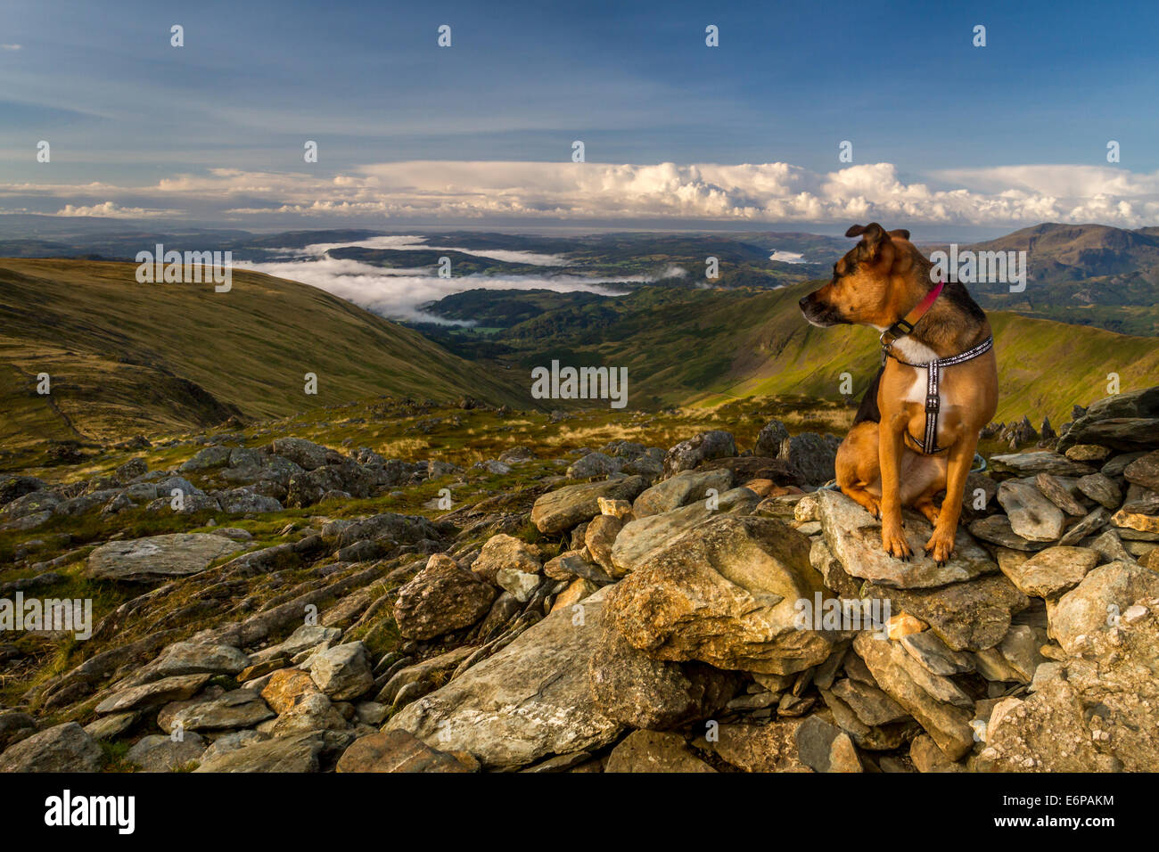 Cane ammirando il bellissimo invertito su cloud Windermere dalla rupe di Hart su Fairfield Horseshoe, Cumbria, Regno Unito Foto Stock