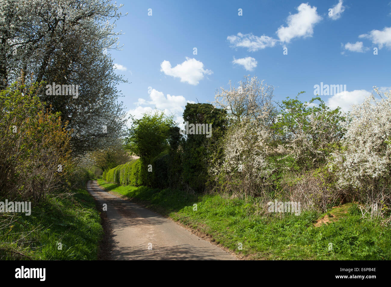 Un avvolgimento stretto viottolo di campagna in primavera con una siepe di fioritura prugnolo e ciliegio selvatico, Northamptonshire, Inghilterra. Foto Stock