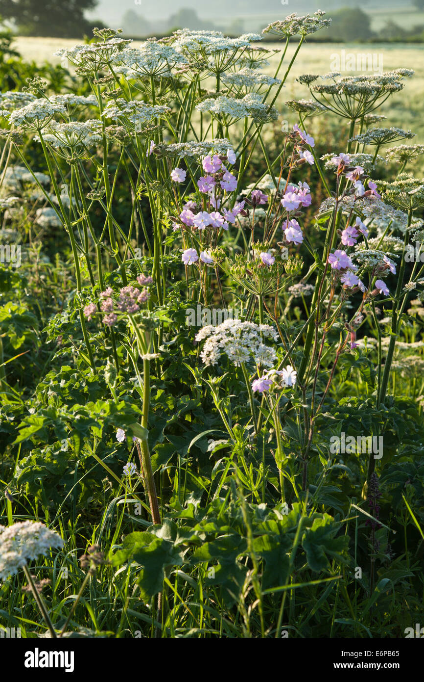 Una banchina siepe e fiori selvatici in mattina presto luce nei pressi Harlestone nel Northamptonshire, Inghilterra. Foto Stock