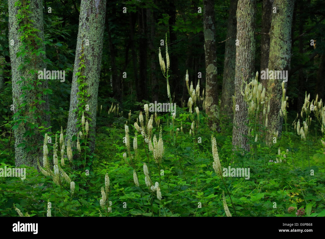 Black Snake Root, Appalachian Trail, Doyles si affacciano sul Fiume, Parco Nazionale di Shenandoah, Virginia, Stati Uniti d'America Foto Stock