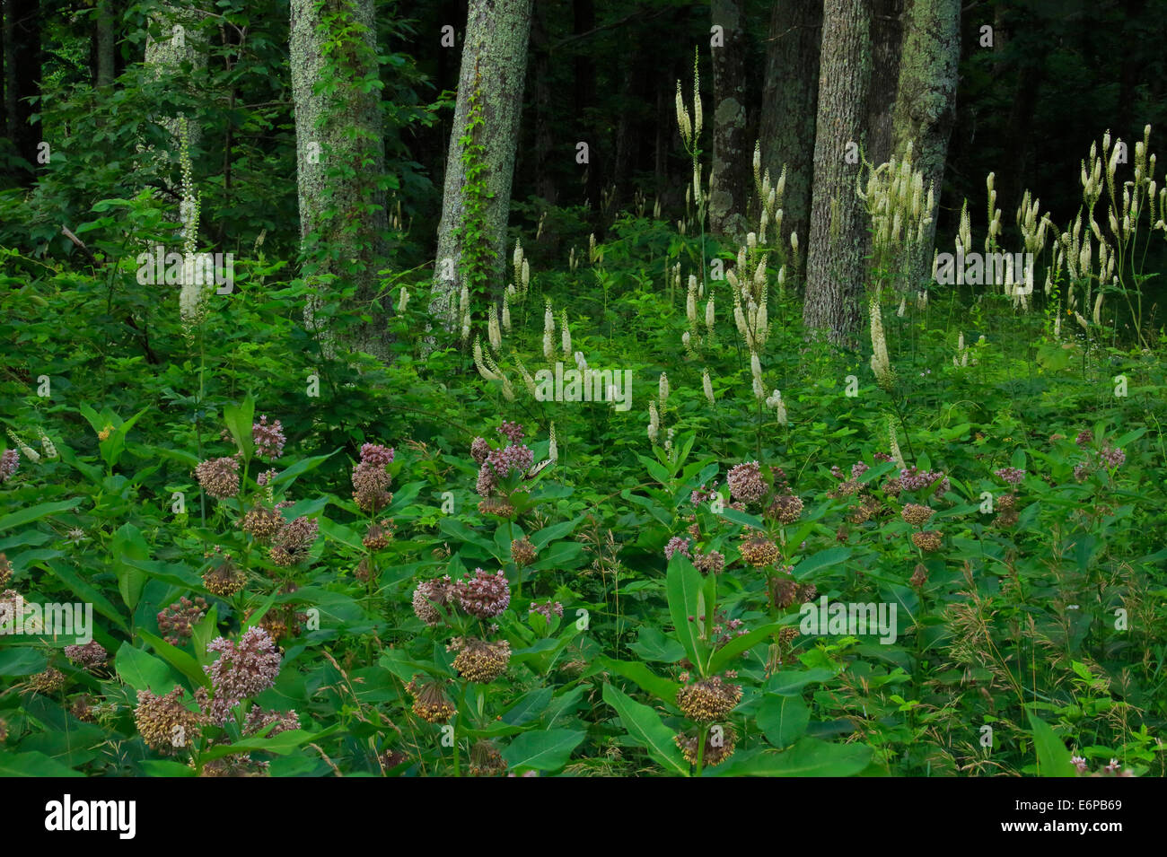 Milkweed e Black Snake Root, Appalachian Trail, Doyles si affacciano sul Fiume, Parco Nazionale di Shenandoah, Virginia, Stati Uniti d'America Foto Stock