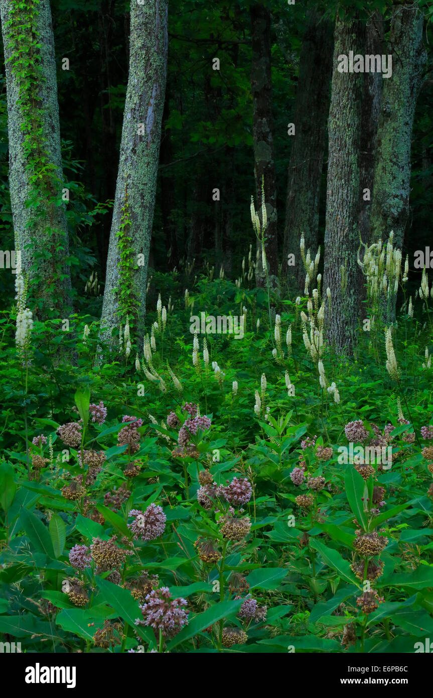 Milkweed e Black Snake Root, Appalachian Trail, Doyles si affacciano sul Fiume, Parco Nazionale di Shenandoah, Virginia, Stati Uniti d'America Foto Stock