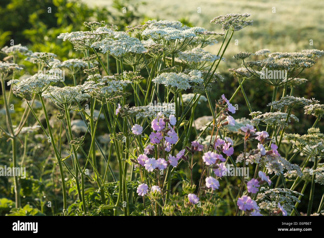 Una banchina siepe e fiori selvatici in mattina presto luce nei pressi Harlestone nel Northamptonshire, Inghilterra. Foto Stock