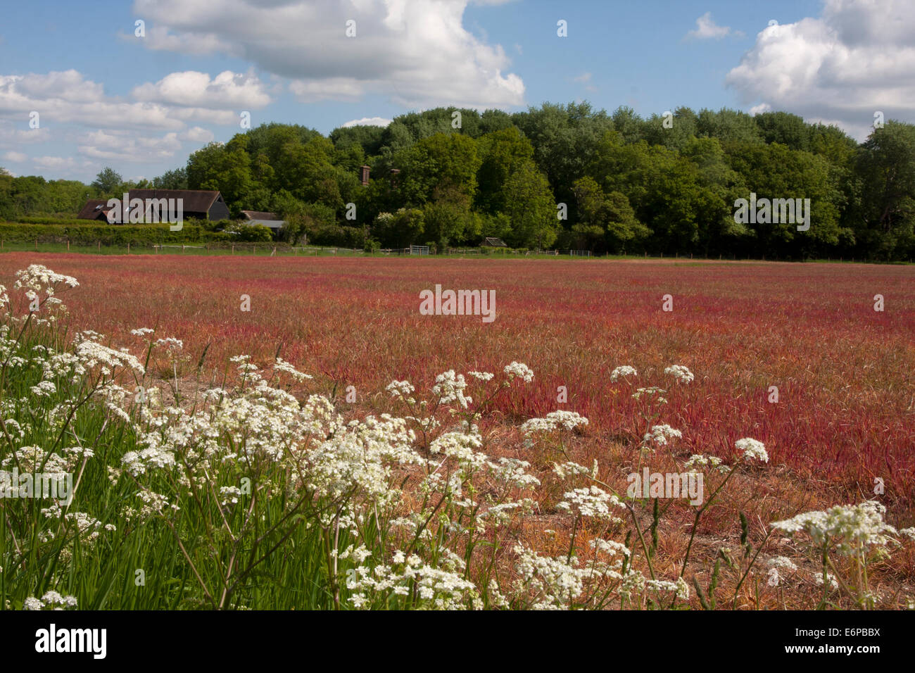 Campo di erba rossa con margine campo ai piedi della collina Wolstonbury vicino a Brighton West Sussex, in Inghilterra Foto Stock