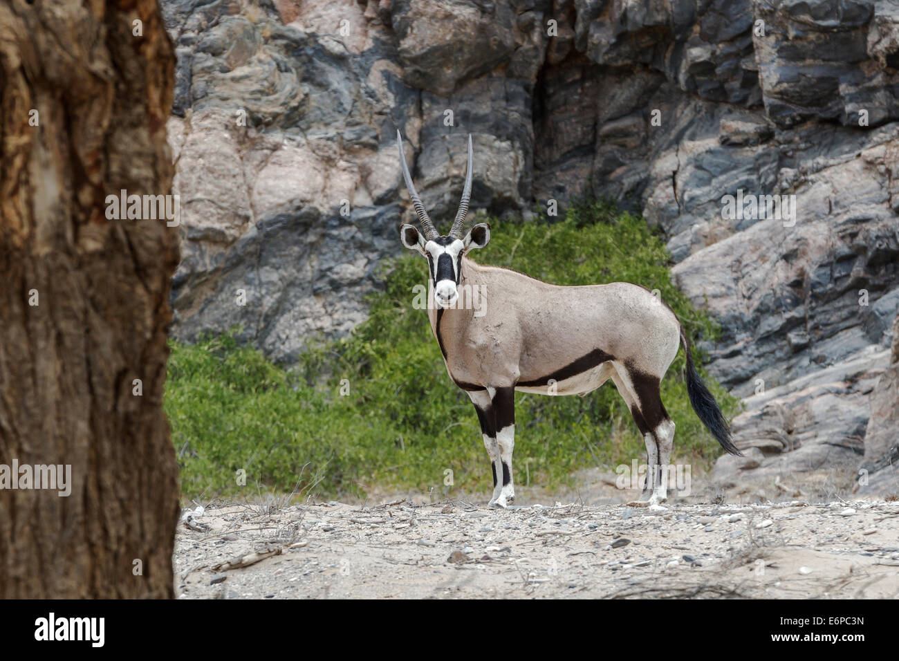 Oryx (Artiodactyla) permanente degli adulti, corpo pieno lunghezza, vista laterale e di fronte alla telecamera, grandi corna di cervo, Hoanib riverbed, Namibia, Africa Foto Stock