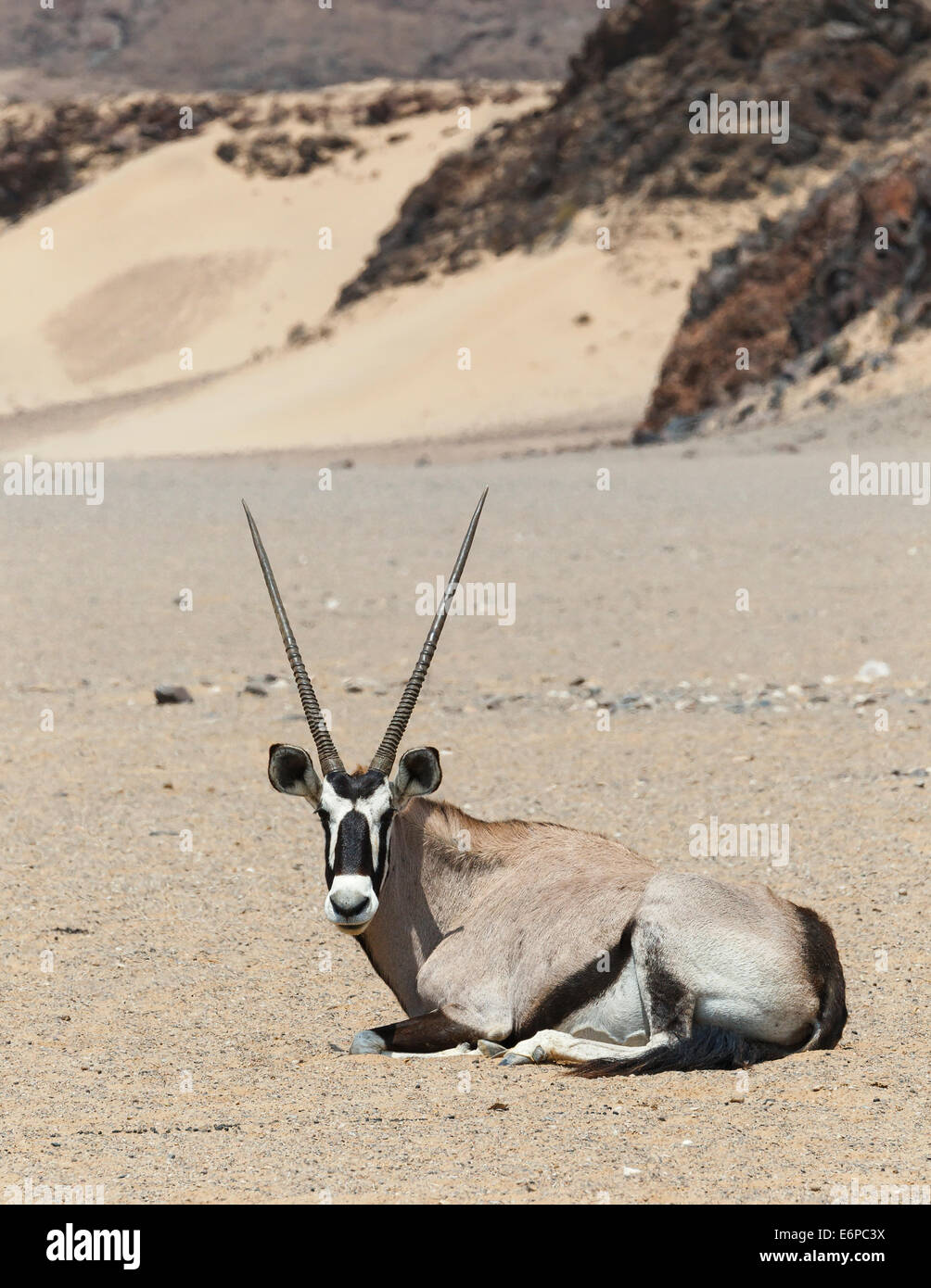 Oryx (Artiodactyla) adulto seduto a terra a secco Hoanib riverbed nel Deserto Namibiano, Namibia, Africa Foto Stock