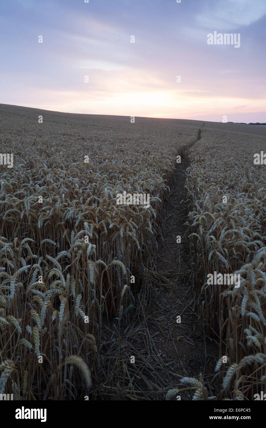 Uno stretto sentiero si snoda attraverso un campo di grano maturato nel Northamptonshire campagna vicino East Haddon, come dawn si rompe. Inghilterra Foto Stock