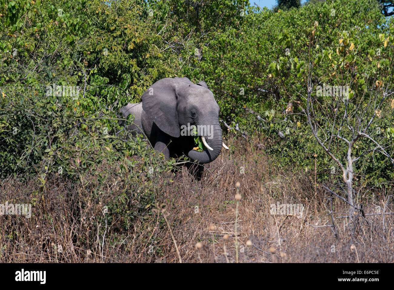 Da Victoria Falls è possibile visitare il vicino Botswana. In particolare Chobe National Park. Chobe National Park è probabilmente Foto Stock