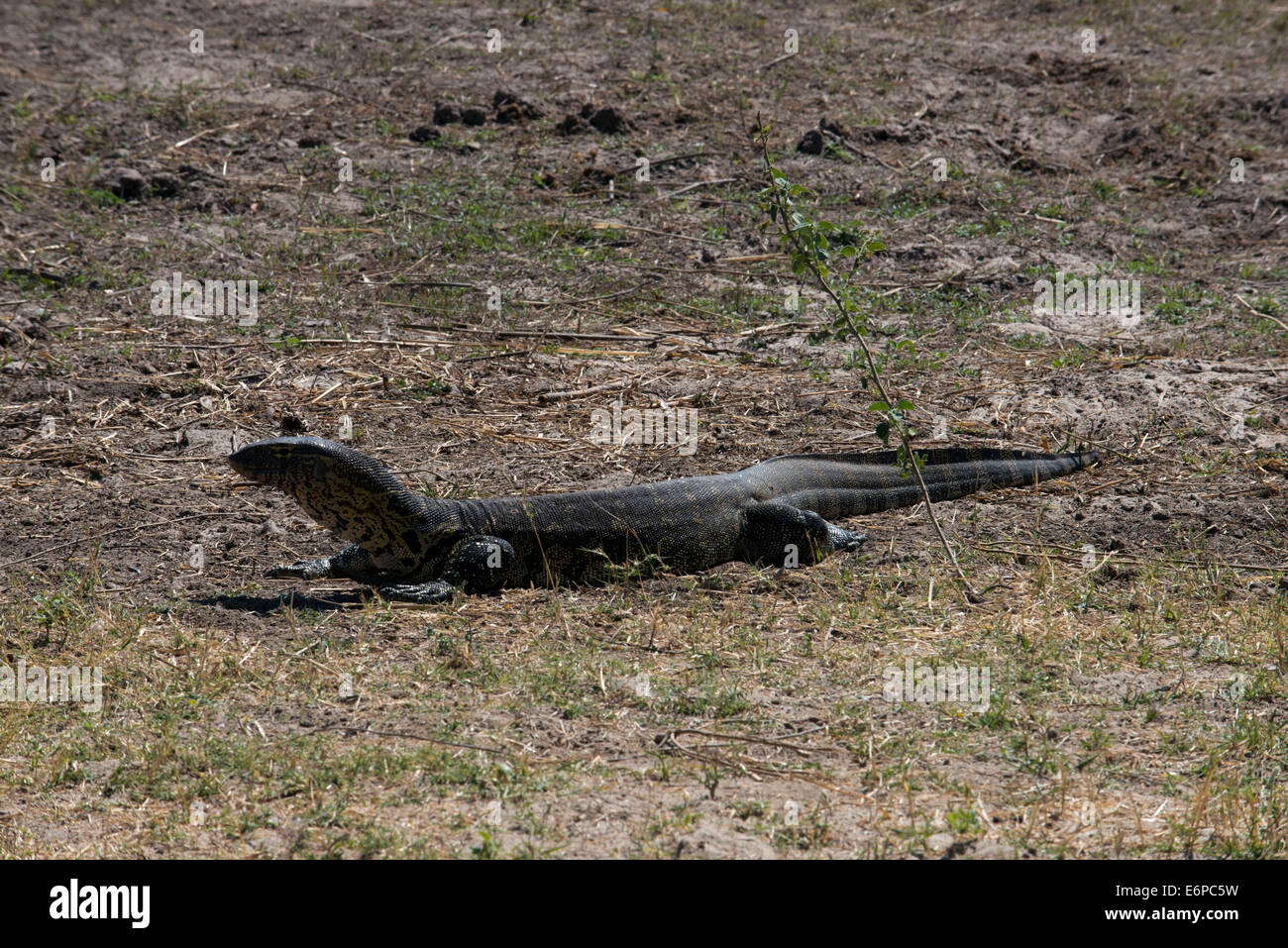 Da Victoria Falls è possibile visitare il vicino Botswana. In particolare Chobe National Park. L'elemento di monitoraggio presenza acqua Lizard in cellule CHO Foto Stock