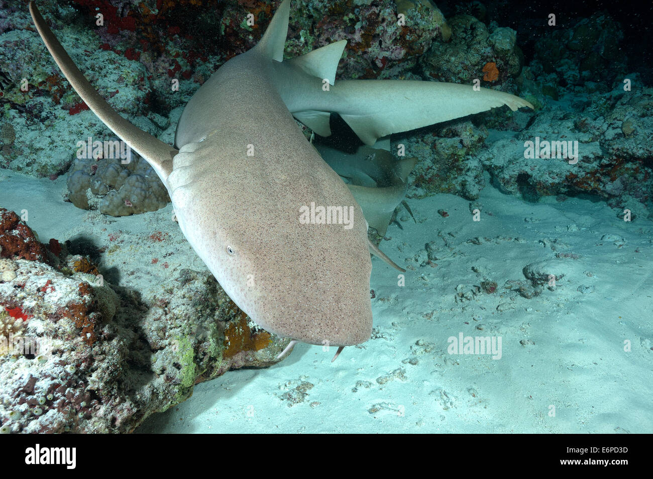 Bruno squalo nutrice nelle Maldive, Oceano Indiano Foto Stock