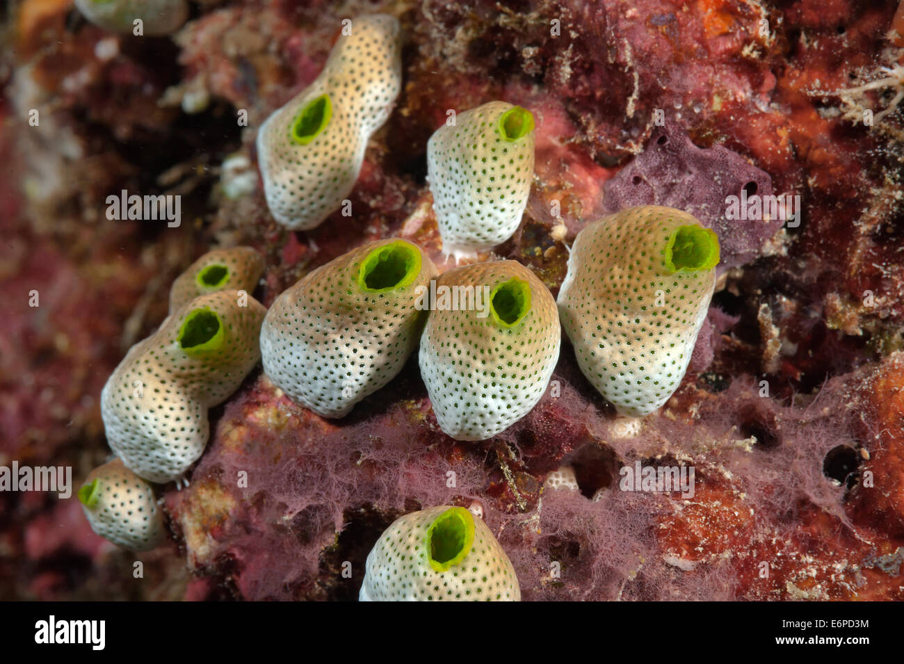 Ascidian nelle Maldive, Oceano Indiano Foto Stock