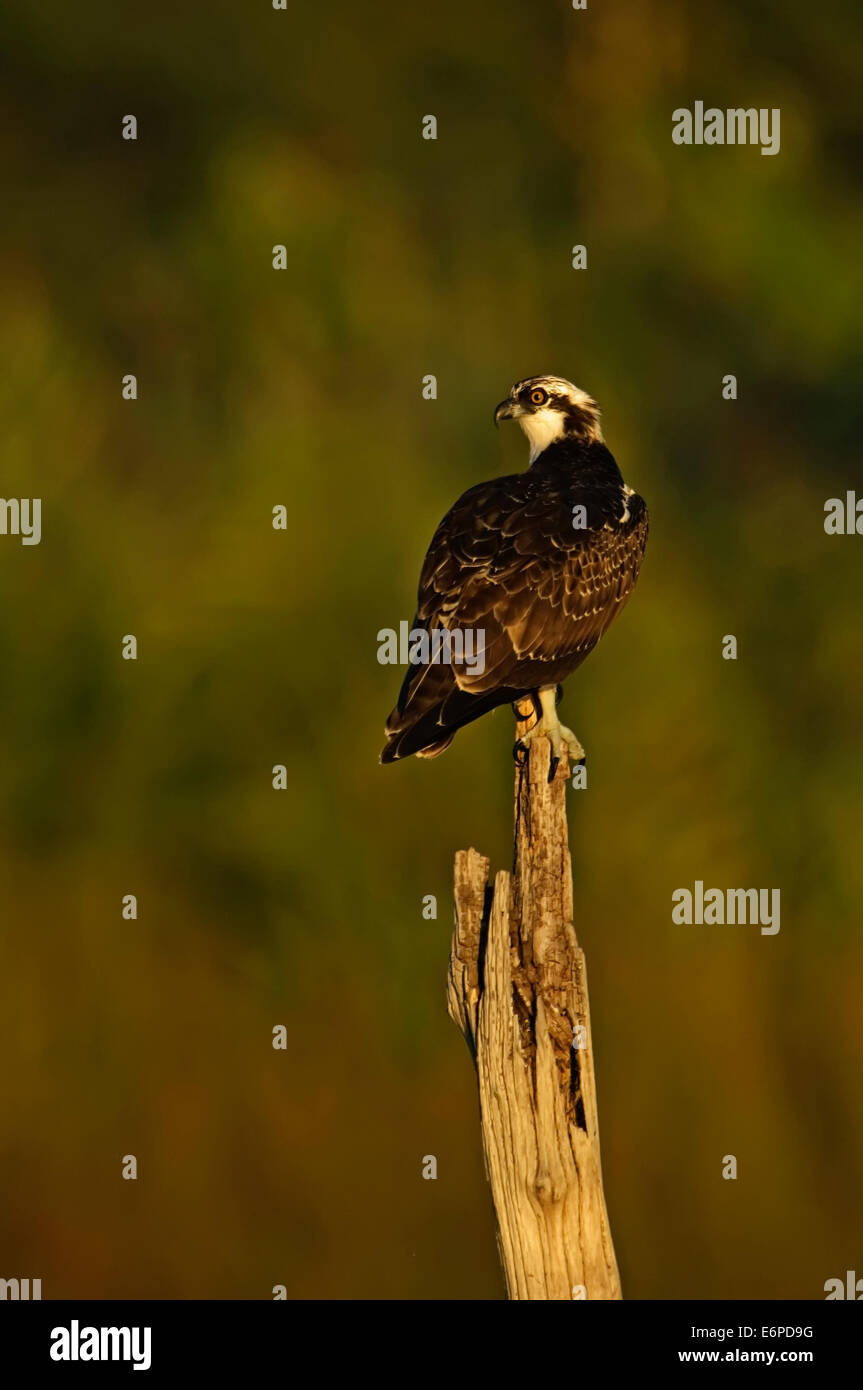 Osprey appollaiato in Early Morning Light Foto Stock