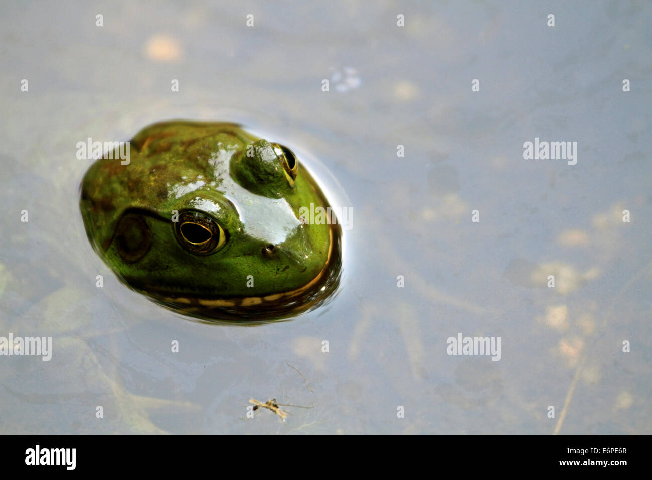 Un American Bullfrog, Rana catesbeiana, il peering dall'acqua. Foto Stock