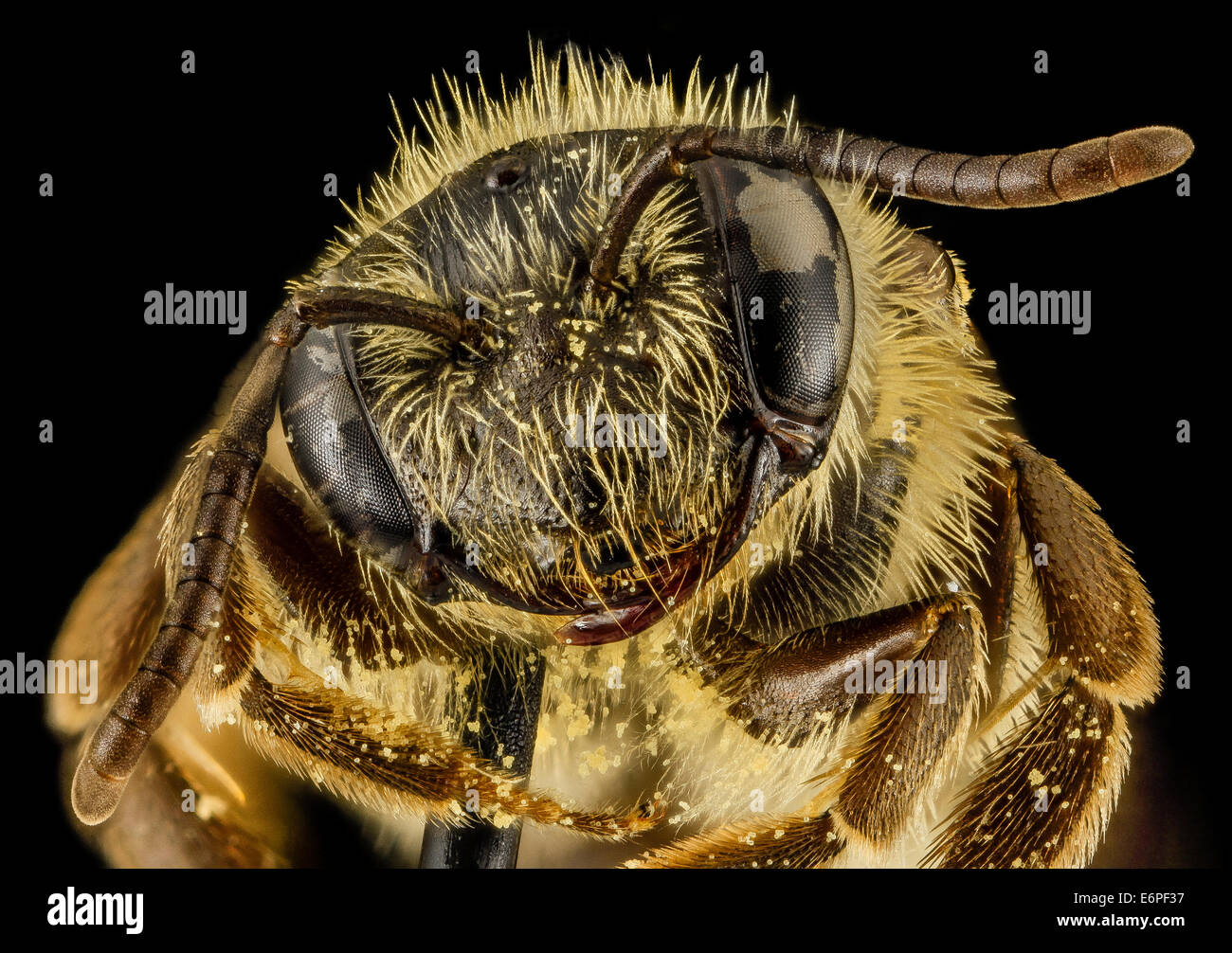 Andrena nebecula, F, Faccia, MD, Anne Arundel 2014-02-11-164735 ZS PMax 12543476604 o da Anne Arundel County, nel Maryland, questa è una delle poche ma Andrena che uscirà in autunno. Brooke Alexander è stato il fotografo. Canon Mark II 5D, Zerene raccoglitore, Foto Stock