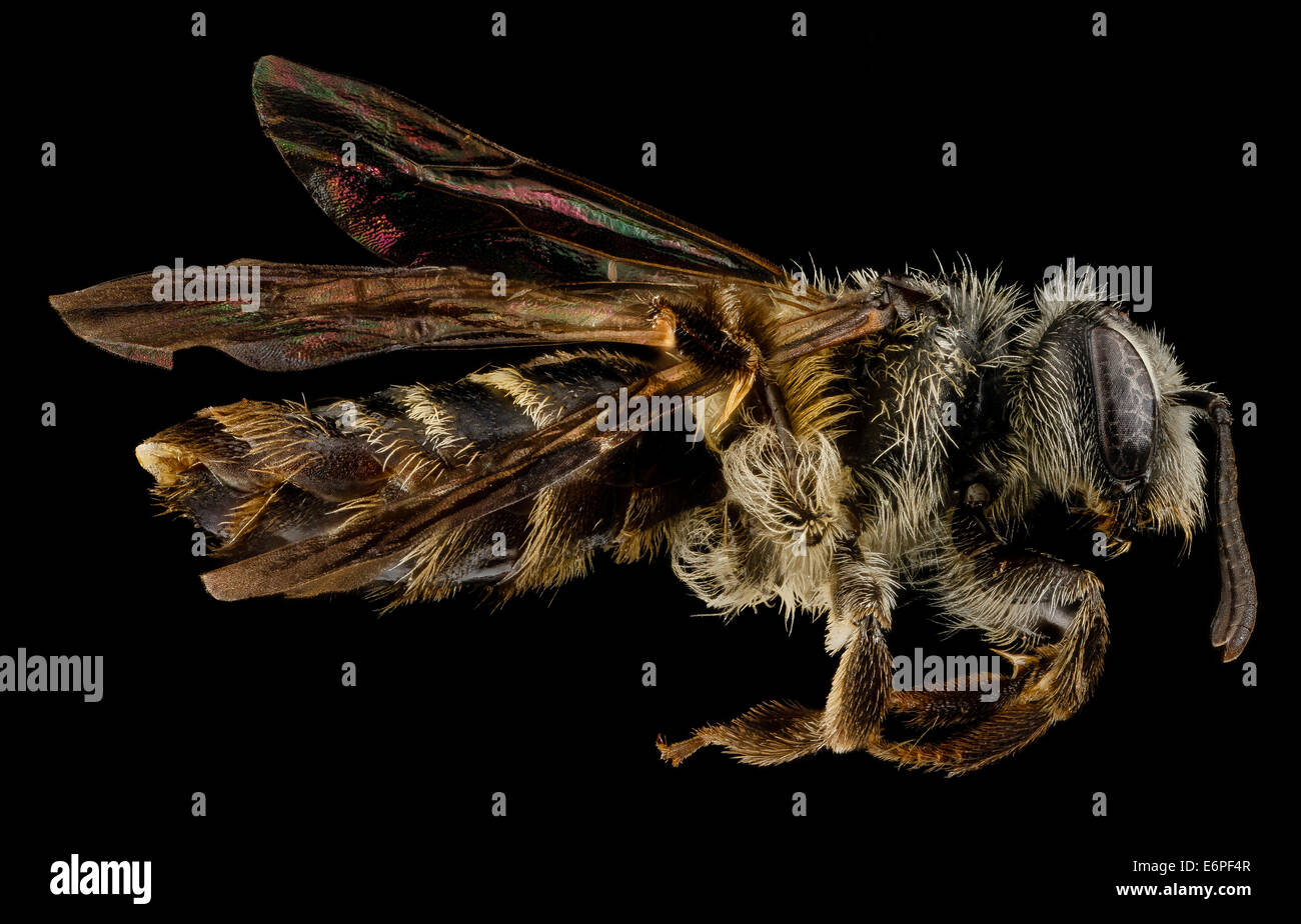 Il profilo laterale di una femmina *Andrena nubecula*, una specie di api minerarie trovata nella contea di Buncombe, Carolina del Nord. Le api minerarie sono impollinatori cruciali per gli ecosistemi locali. Foto Stock