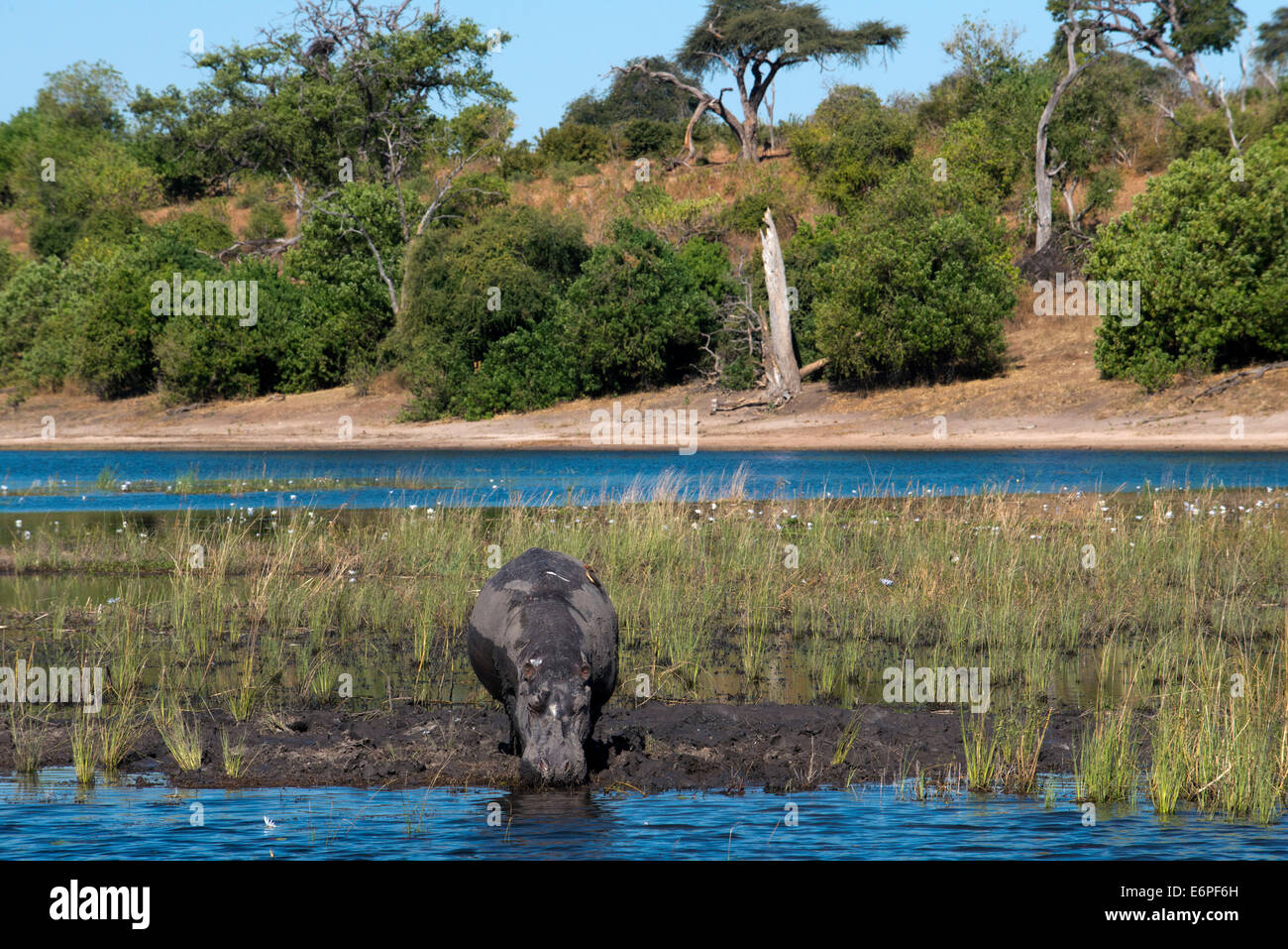Da Victoria Falls è possibile visitare il vicino Botswana. In particolare Chobe National Park. Ippopotami per esempio sono spesso di vedere Foto Stock