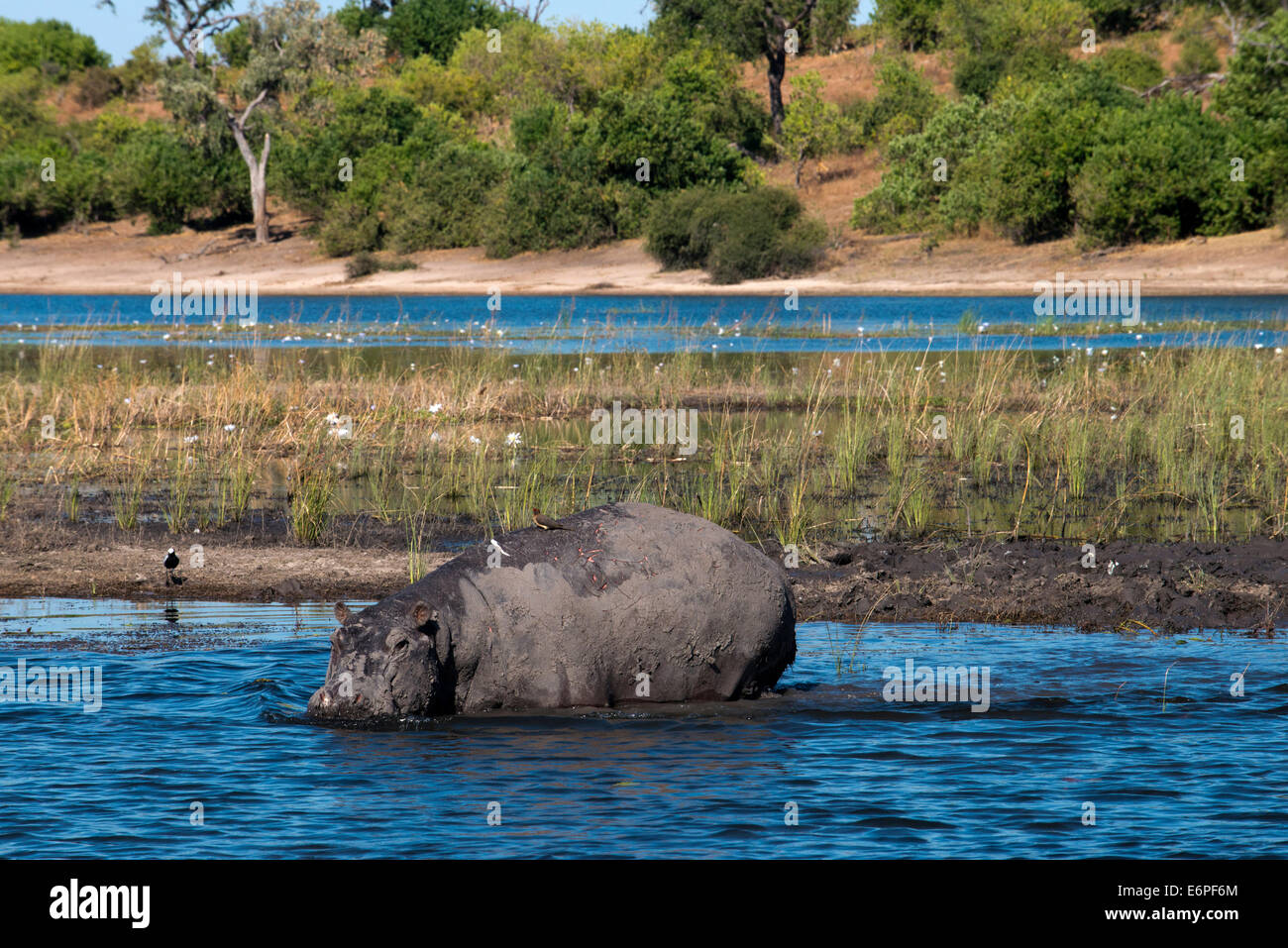 Da Victoria Falls è possibile visitare il vicino Botswana. In particolare Chobe National Park. Ippopotami per esempio sono spesso di vedere Foto Stock