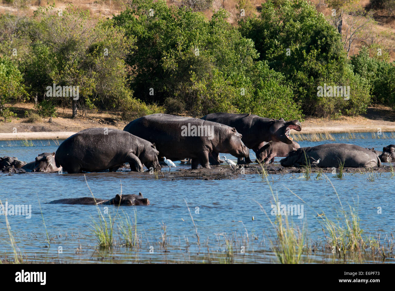 Da Victoria Falls è possibile visitare il vicino Botswana. In particolare Chobe National Park. Gli ippopotami sono enormi creature usu Foto Stock