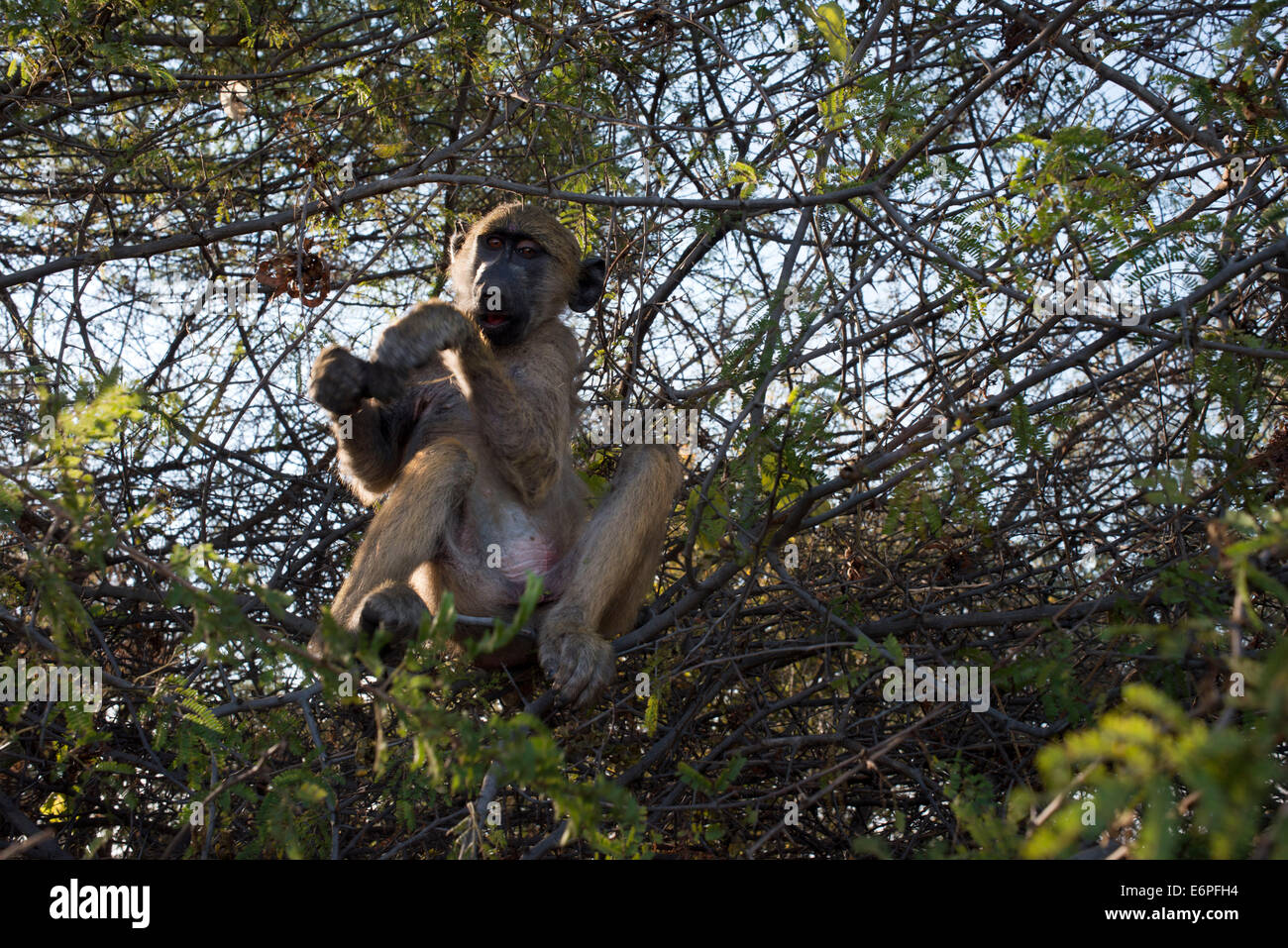 Monkey outdoor le camere presso il Royal Livingstone Hotel. Tre tipi di scimmia si verificano in Zambia. La scimmia vervet è molto comune del thr Foto Stock