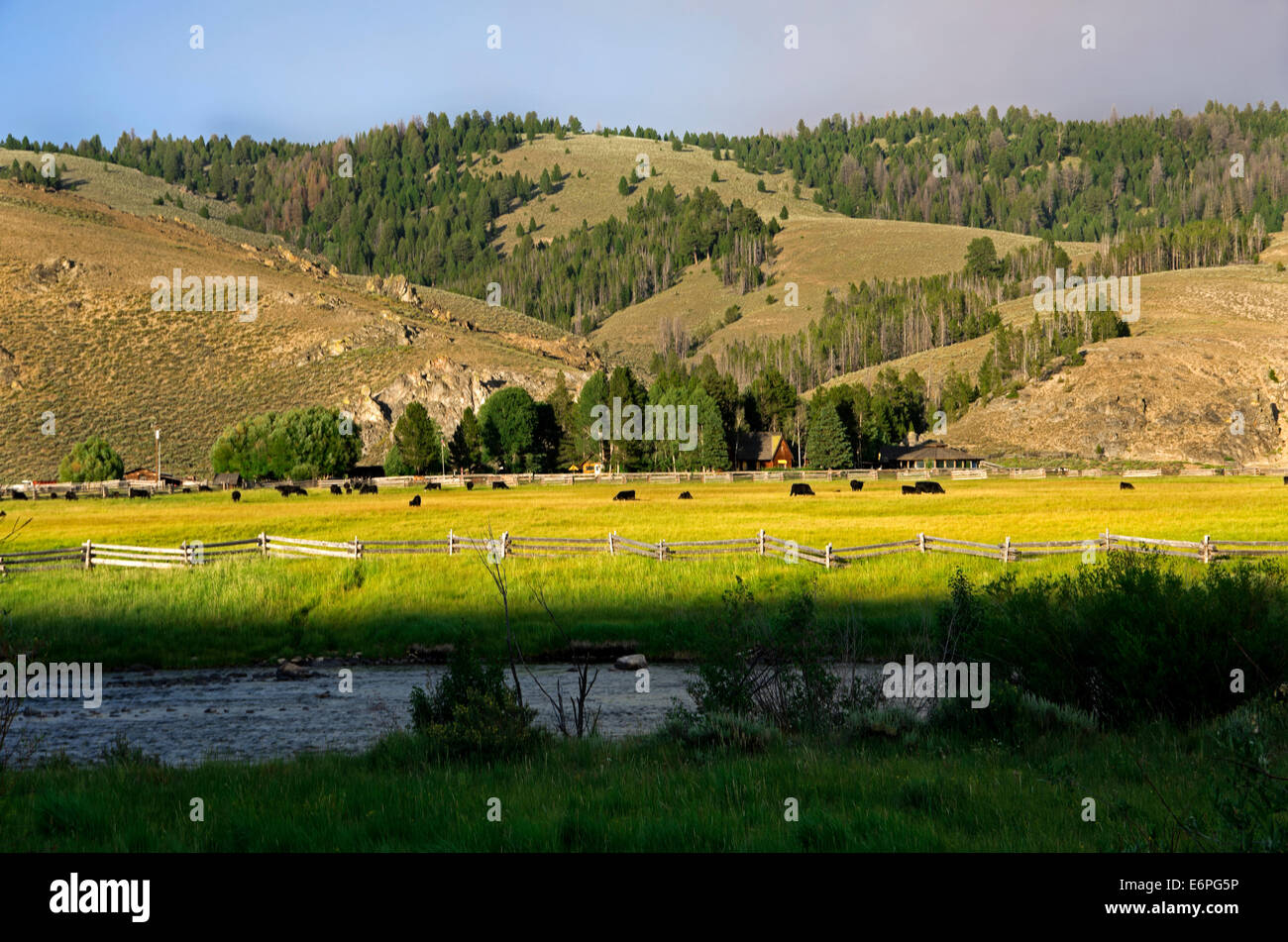 Pastorale ranch di bestiame lungo il lato fiume di salmoni inizi Foto Stock