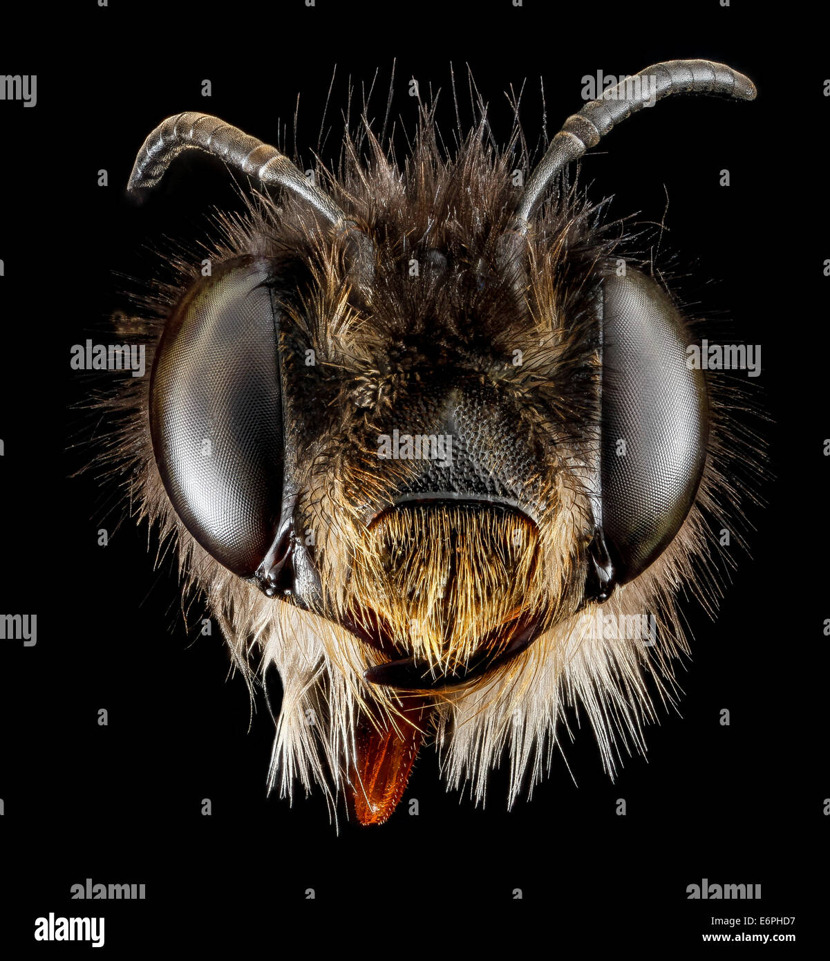 Le Anthophora plumipes femminili, una specie di ape introdotta nel Maryland dal Giappone negli anni '1980, comunemente trovata nella regione DC e identificata dalle sue caratteristiche distintive della testa. Foto Stock