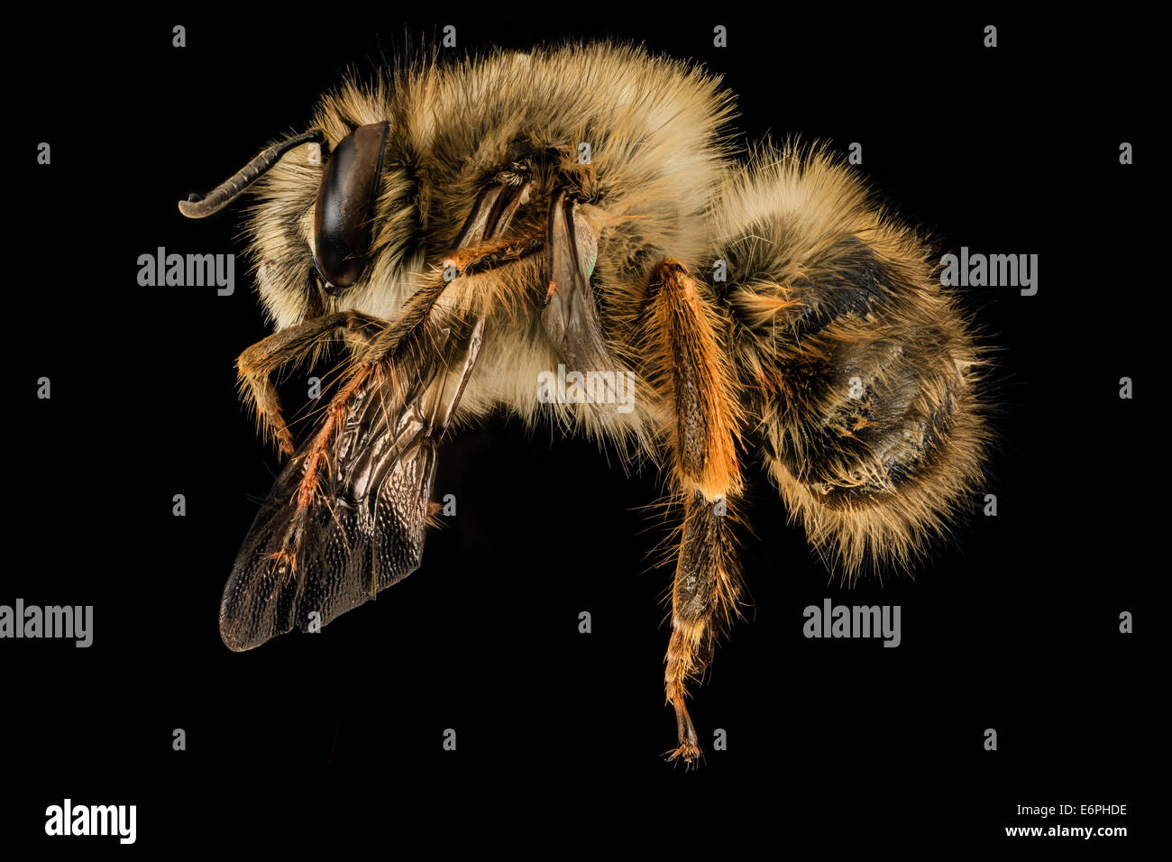 Anthophora plumipes, M, laterale, MD, PG County 2014-04-17-124718 ZS PMax 14743815865 o il maschio di un relativamente nuovo introdotto spec Foto Stock